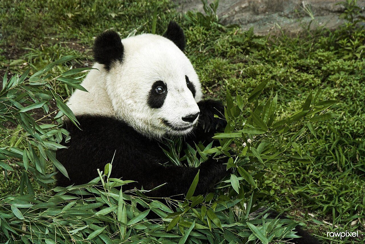 Giant panda at the Smithsonian National Zoo in Washington, DC